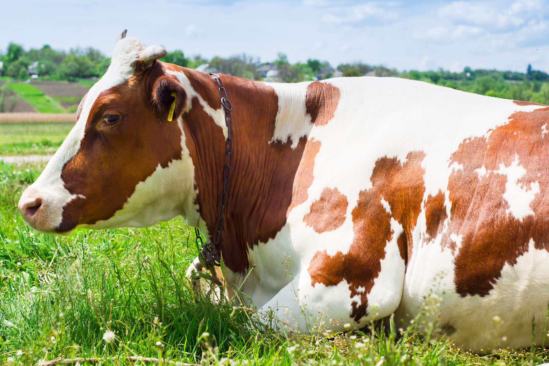 Idaho’s Ag-Gag law struck down