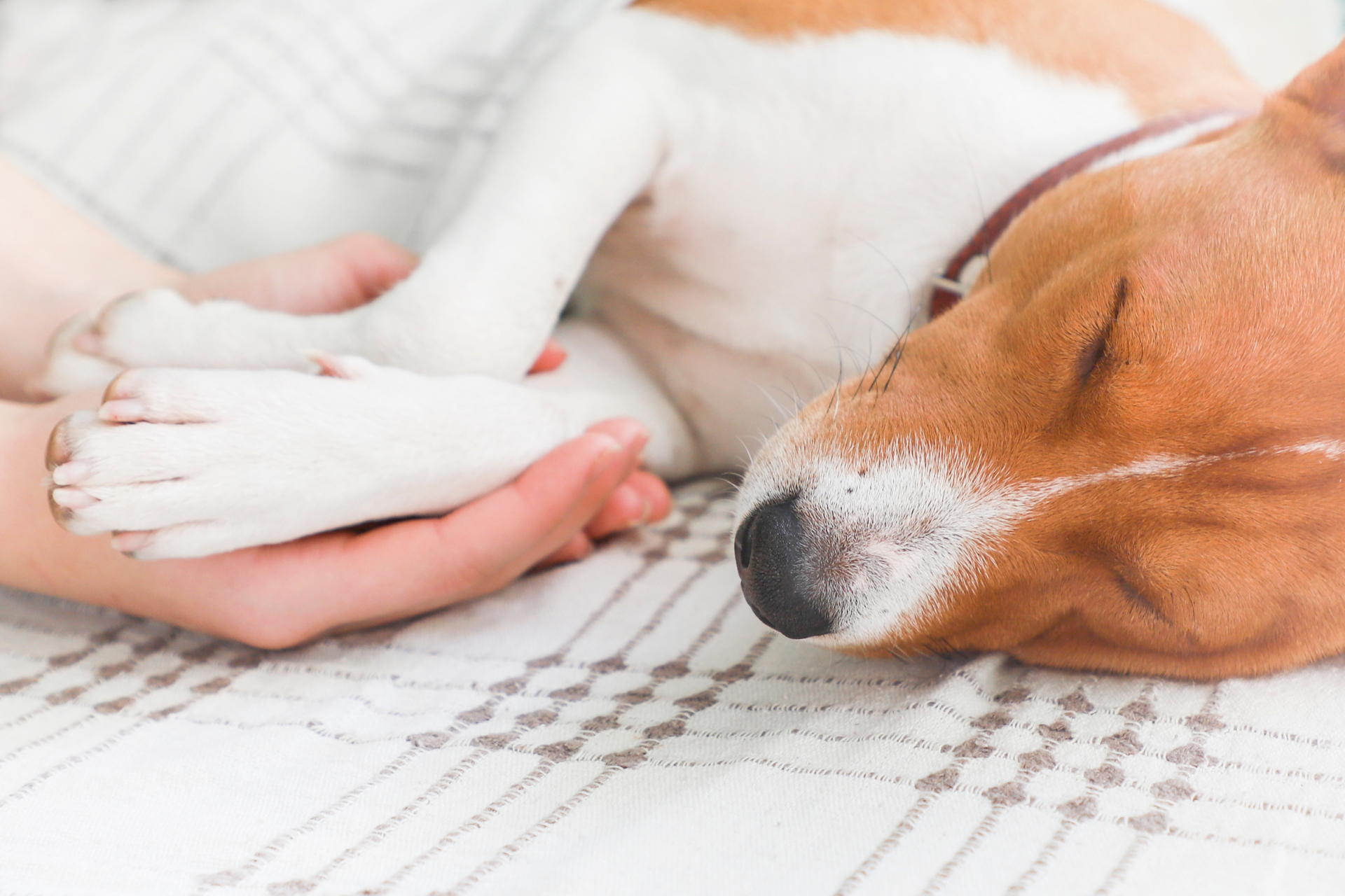 Dognapping cases continue to rise
