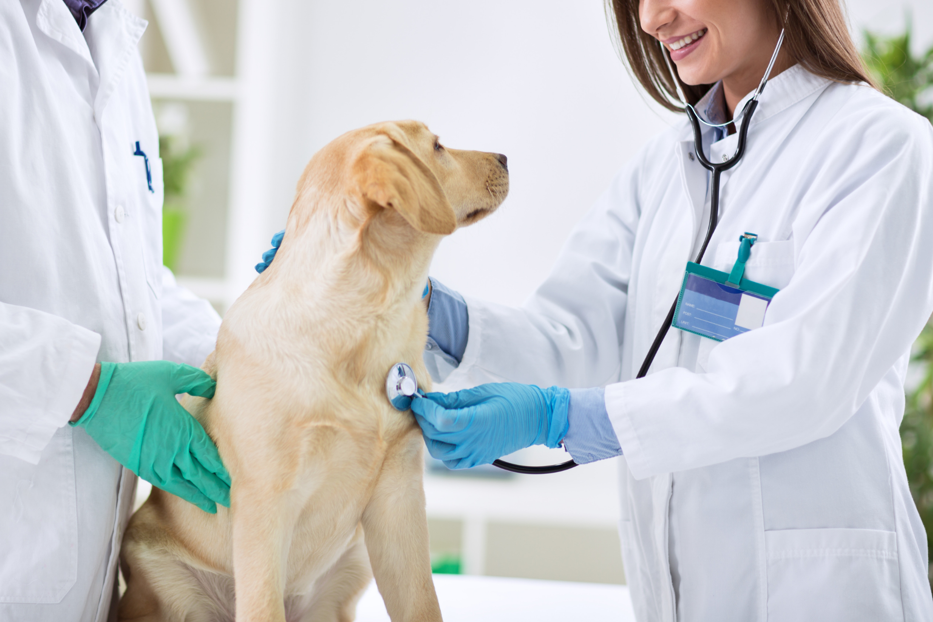 How To Check A Local Veterinarians License  (In 5 Steps)